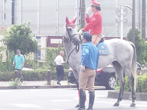 警視庁騎馬隊葦毛２