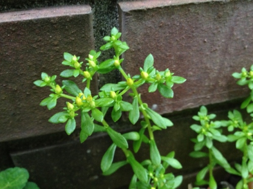 IMG_9196 (640x480).jpg