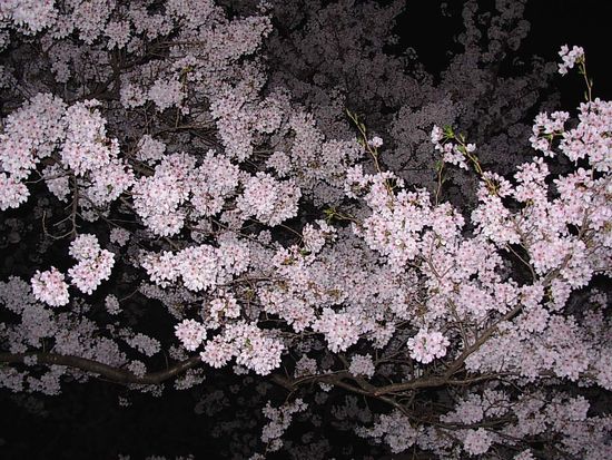 夜桜　１.jpg