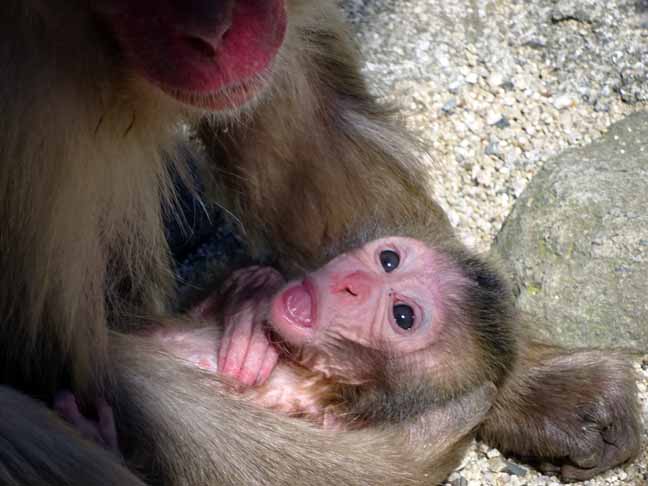 令和最初の赤ちゃん (3).JPG