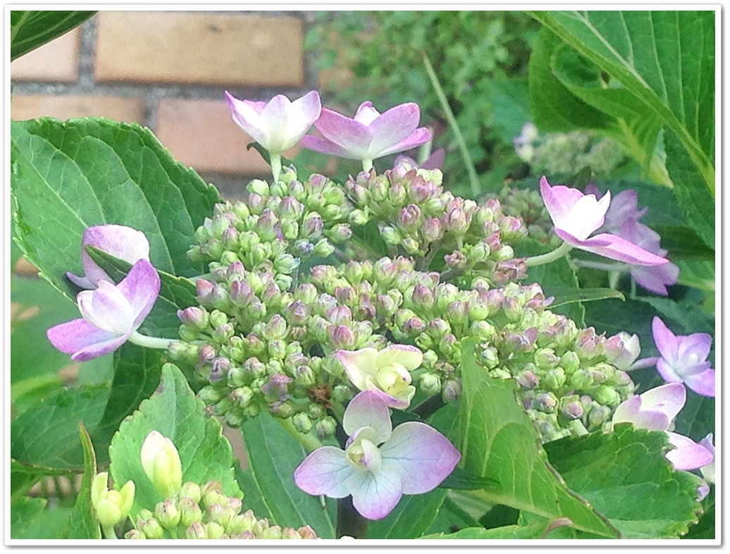 3城ケ崎_2015-06-17_08-16-16.JPG