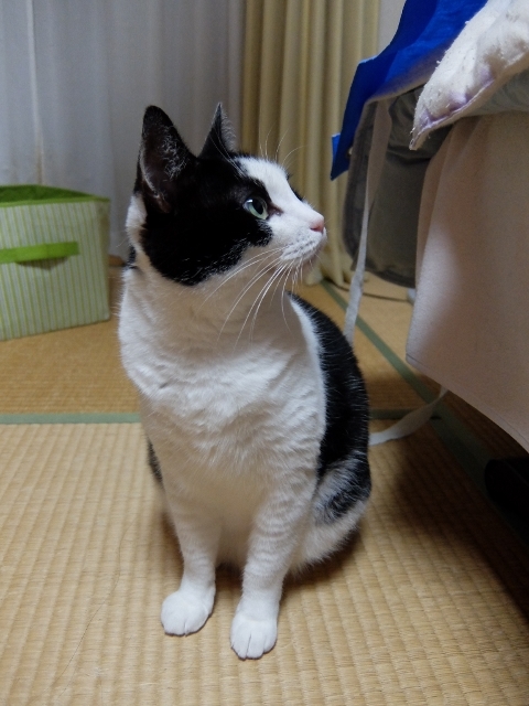DSCF0440 (2) (480x640).jpg