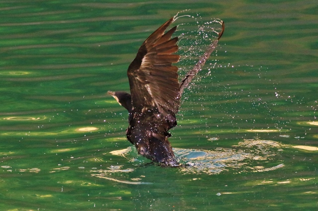 P95A7897 (640x424).jpg