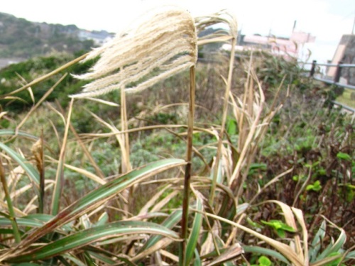 ススキに比べて茎が太く葉の幅も広いハチジョウススキ 10月末の千葉県銚子市の海辺の植物 第6回 しろうと自然科学者の自然観察日記 楽天ブログ