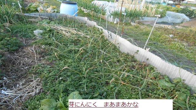 めにんにく.JPG