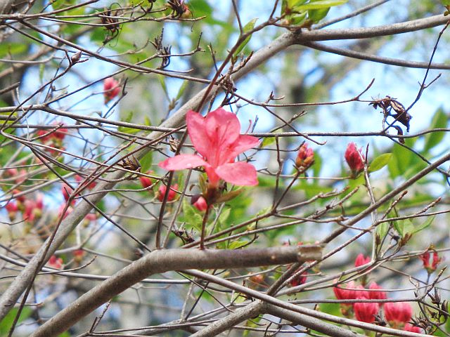 230427tsutsuji.jpg