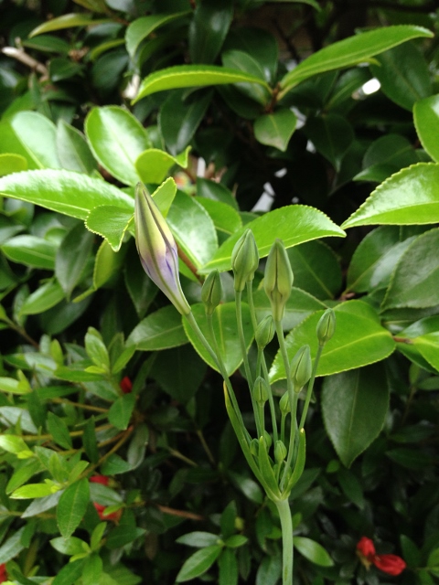 IMG_9154 (480x640).jpg