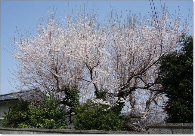 33お庭の桜