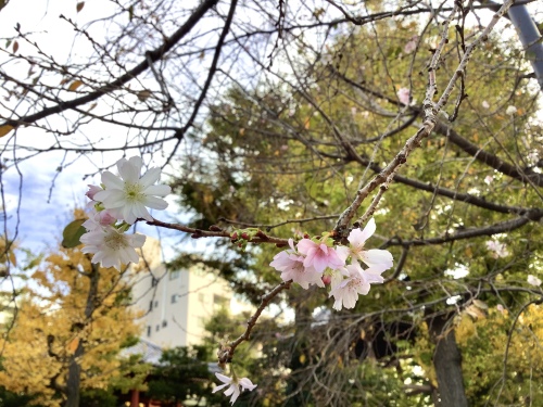 弁天山の十月桜