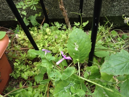 IMG_9198 (640x480).jpg