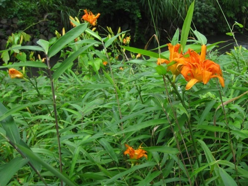 ノカンゾウに続いて咲き始めたヤブカンゾウの花 随時掲載 7月の玉川上水緑道 しろうと自然科学者の自然観察日記 楽天ブログ