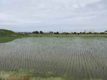 田植え.jpg