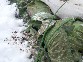 02キャベツの雪対策