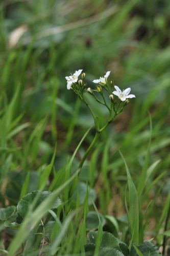 18谷川岳の花.jpg