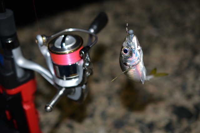 showPhoto (640×426)