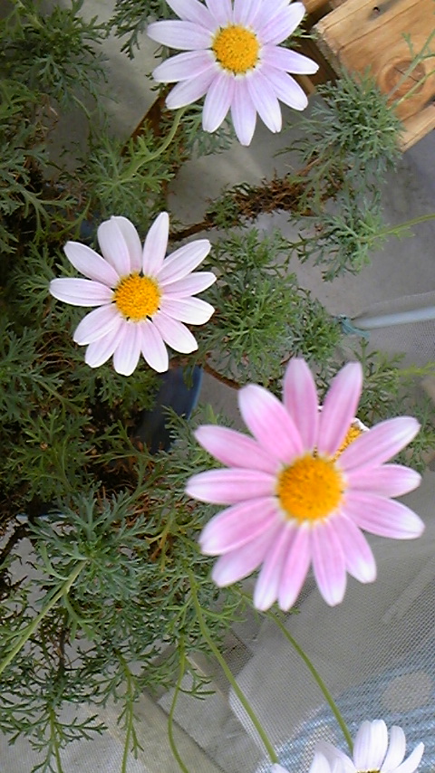 花120520_152725.jpg