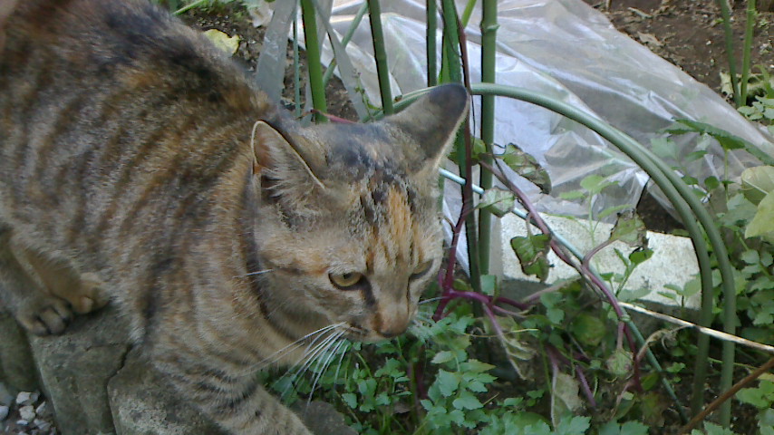 NEC_0345.JPG