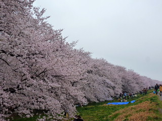 sakura2013 (3).jpg