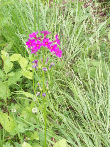 フラワーソンと二枚貝 004.jpg