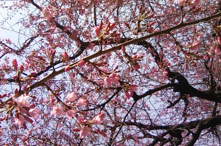 卯月　平成中村座　初日 044.JPG