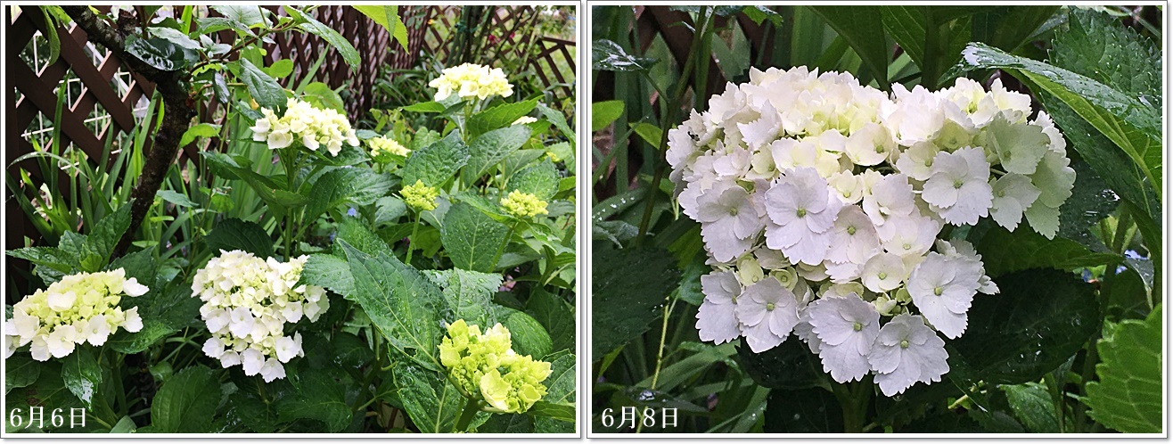 白い紫陽花2枚cats.jpg