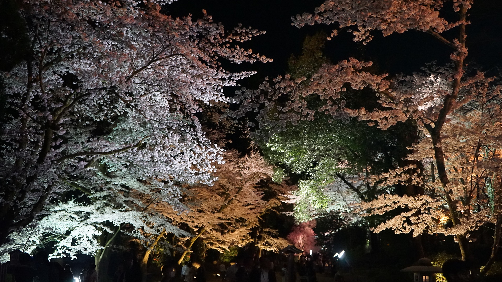 三井寺　夜桜.jpg