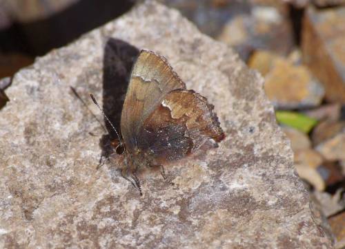 コツバメ おやじのチョウの観察日誌 プロローグ 楽天ブログ