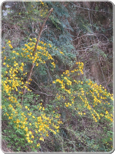 3867山吹_3867.jpg