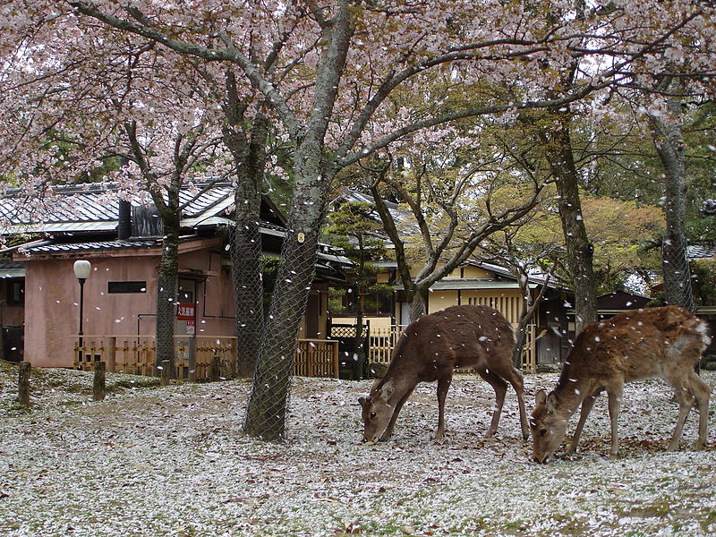 奈良公園　鹿と桜.jpg