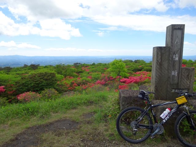 210525yahatatsutsuji1.jpg