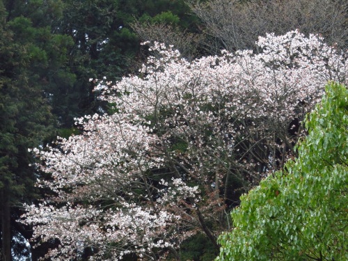 山桜ｂ_9042.jpg