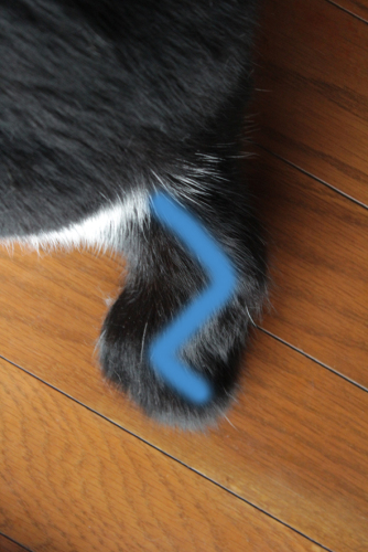 IMG_8628 しっぽ.jpg