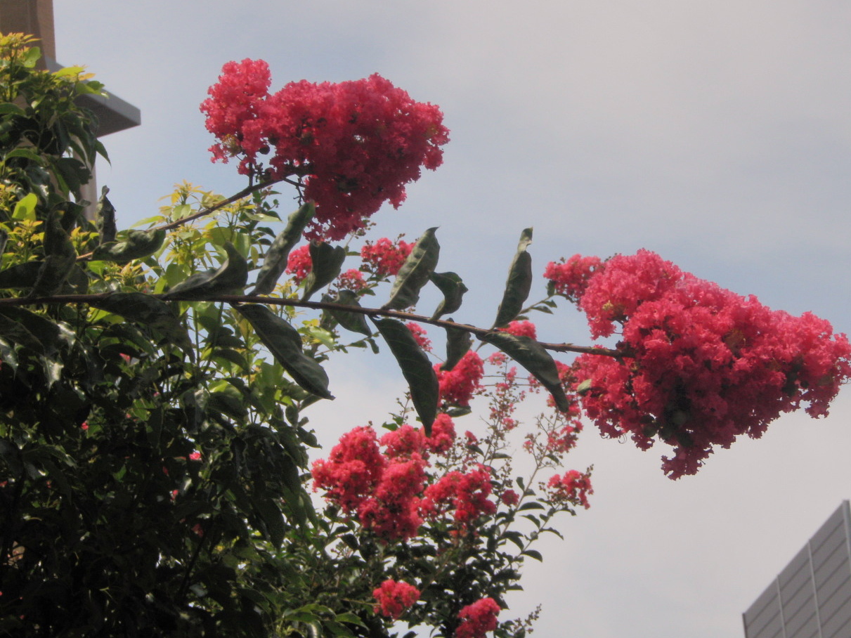 百日紅.JPG