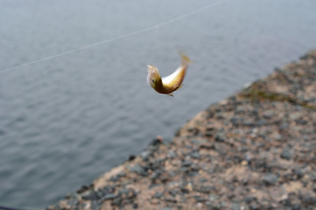 showPhoto (640×426)