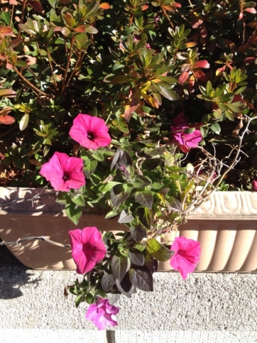 IMG_2564 (480x640).jpg