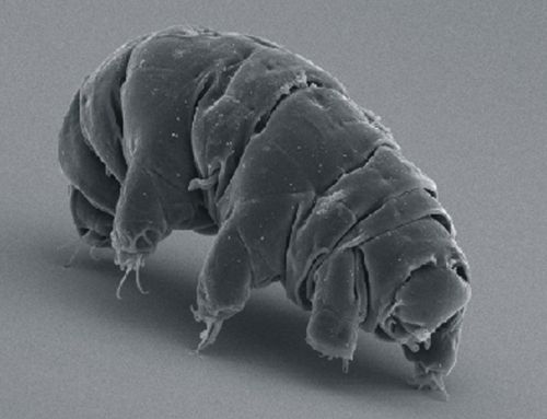 クマムシ 生物界最強 はなぜ 絶対０度でも生存 解明へネット募金 山形 うたのおけいこ 短歌の領分 楽天ブログ