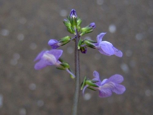 初めて出合った北アメリカ原産の帰化植物マツバウンランの花 花のつくりなどを詳しく調べてみました しろうと自然科学者の自然観察日記 楽天ブログ