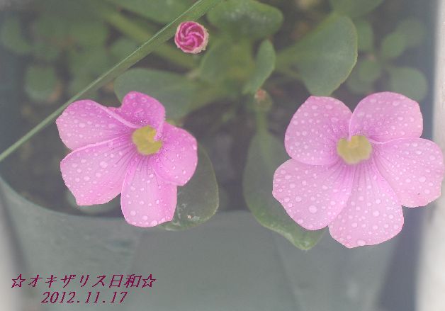 DSC_4960.JPG