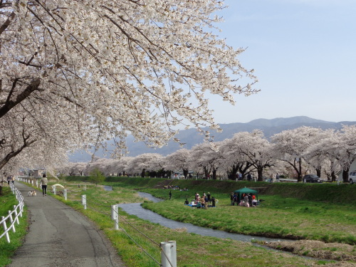 2横河川桜ー2.JPG