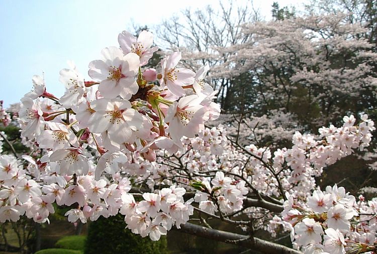 宇都宮・八幡山の桜.jpg