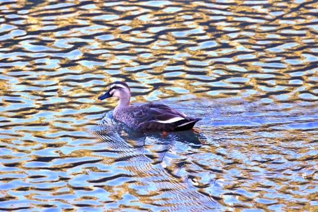 P95A2672 (640x427).jpg