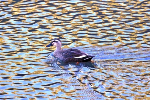 P95A2672 (640x427).jpg