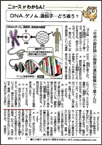 131103ＤＮＡ、ゲノム、遺伝子.jpg