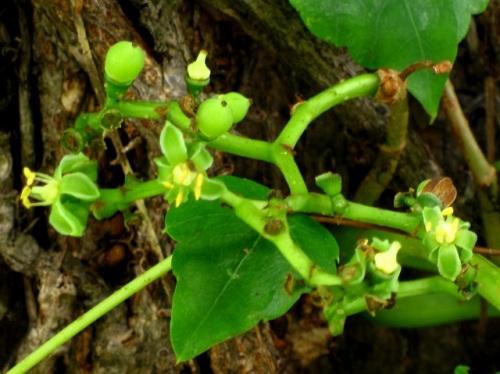 木などに絡まると離れないことから 死んでも離れない の花言葉があるツタの花 自然観察の振返り 18 ブドウ科の植物 第2回 しろうと自然科学者の自然観察日記 楽天ブログ