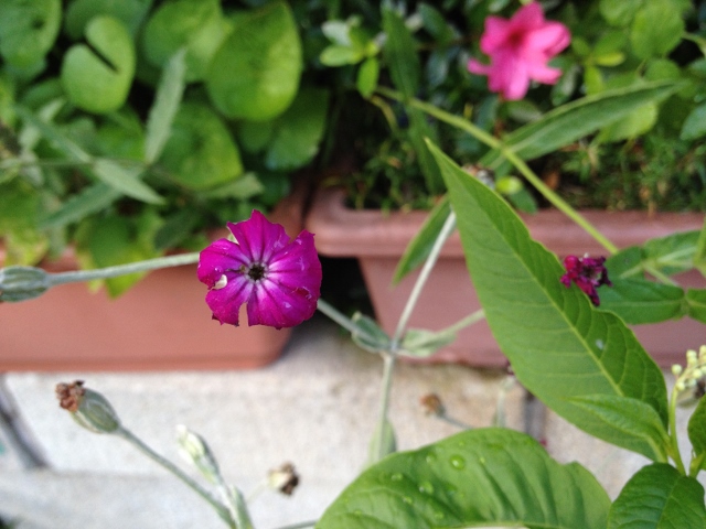 IMG_0465 (640x480).jpg