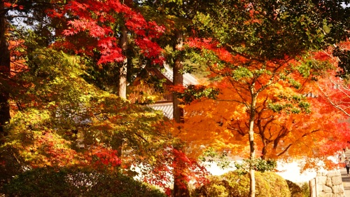 南禅寺 参道（永観堂方面）　紅葉.jpg