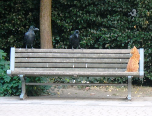 002烏と猫.JPG