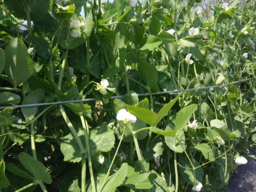 06野菜の誘引には誘引紐