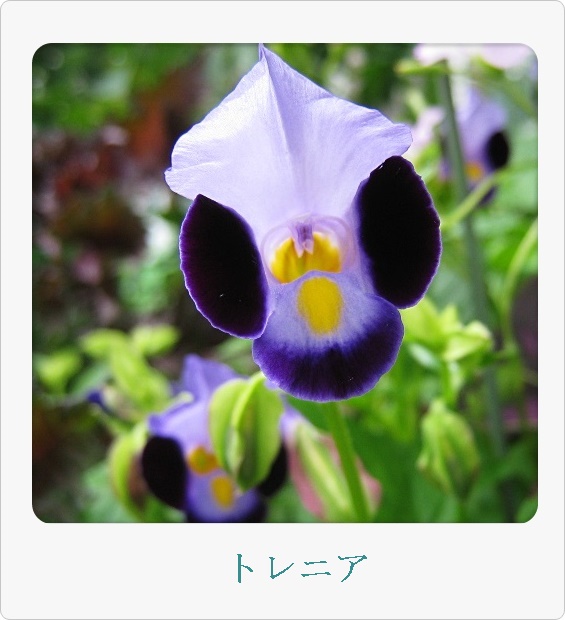 トレニア_2015-07-30_12-57-15.JPG
