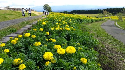 九重花公園 (23).JPG